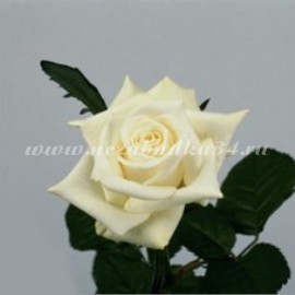 Роза белая (Кения) 50 см